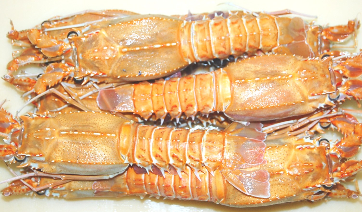 istakoz
