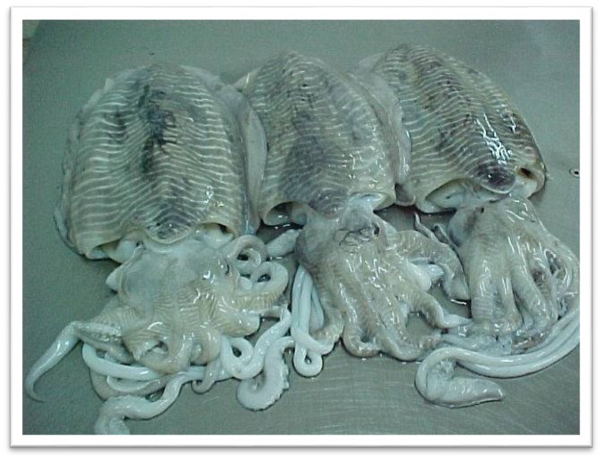 Frozen Cuttlefish Whole