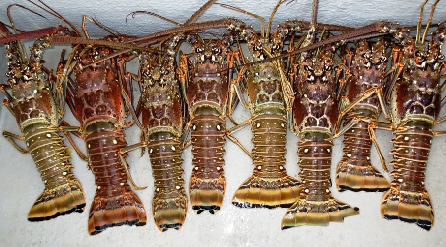 lobsters-906x502